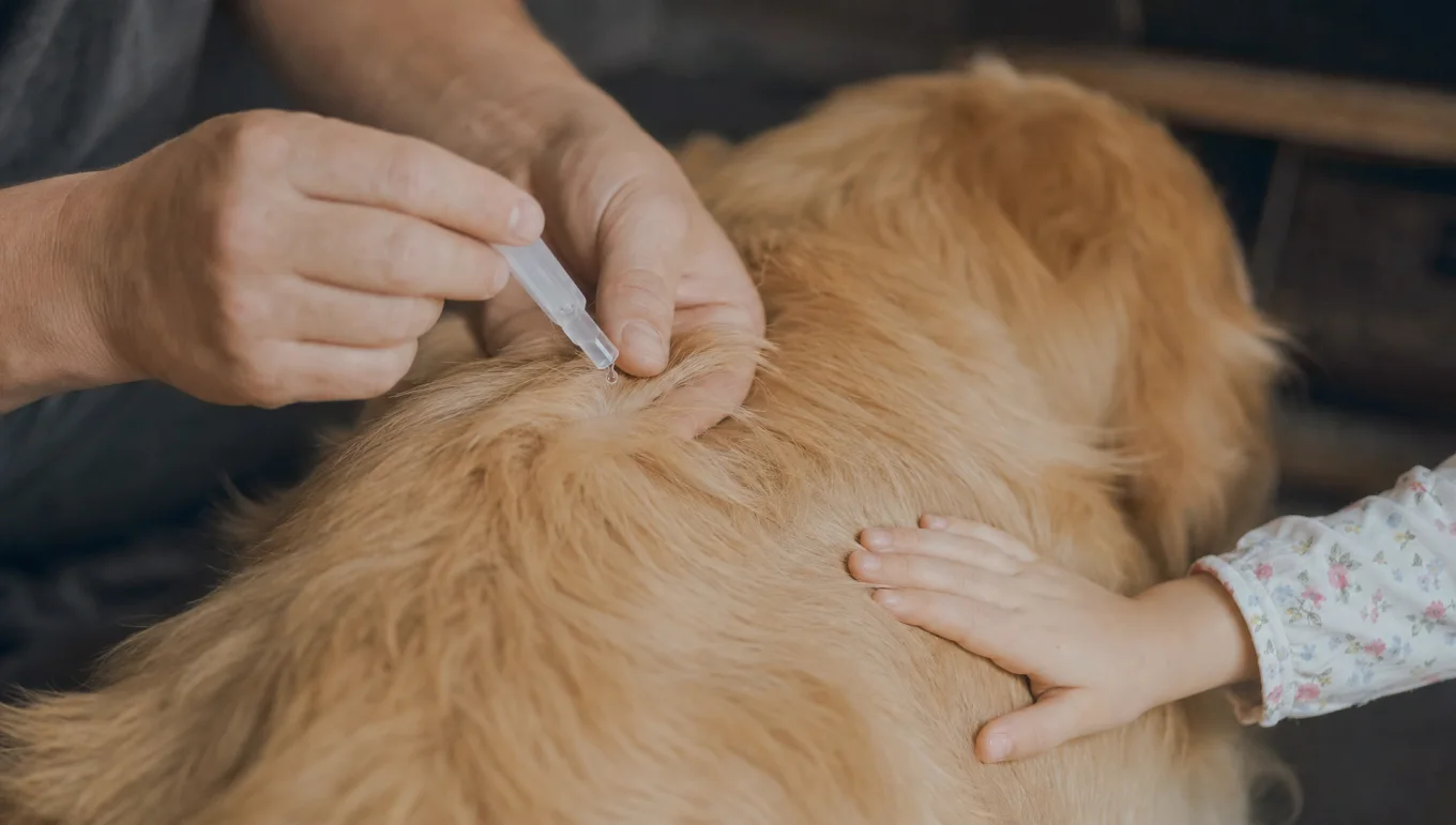 A hand applying a drop of spot-on flea-and-tick liquid to a dog's coat while a child's hand rests on the dog's back